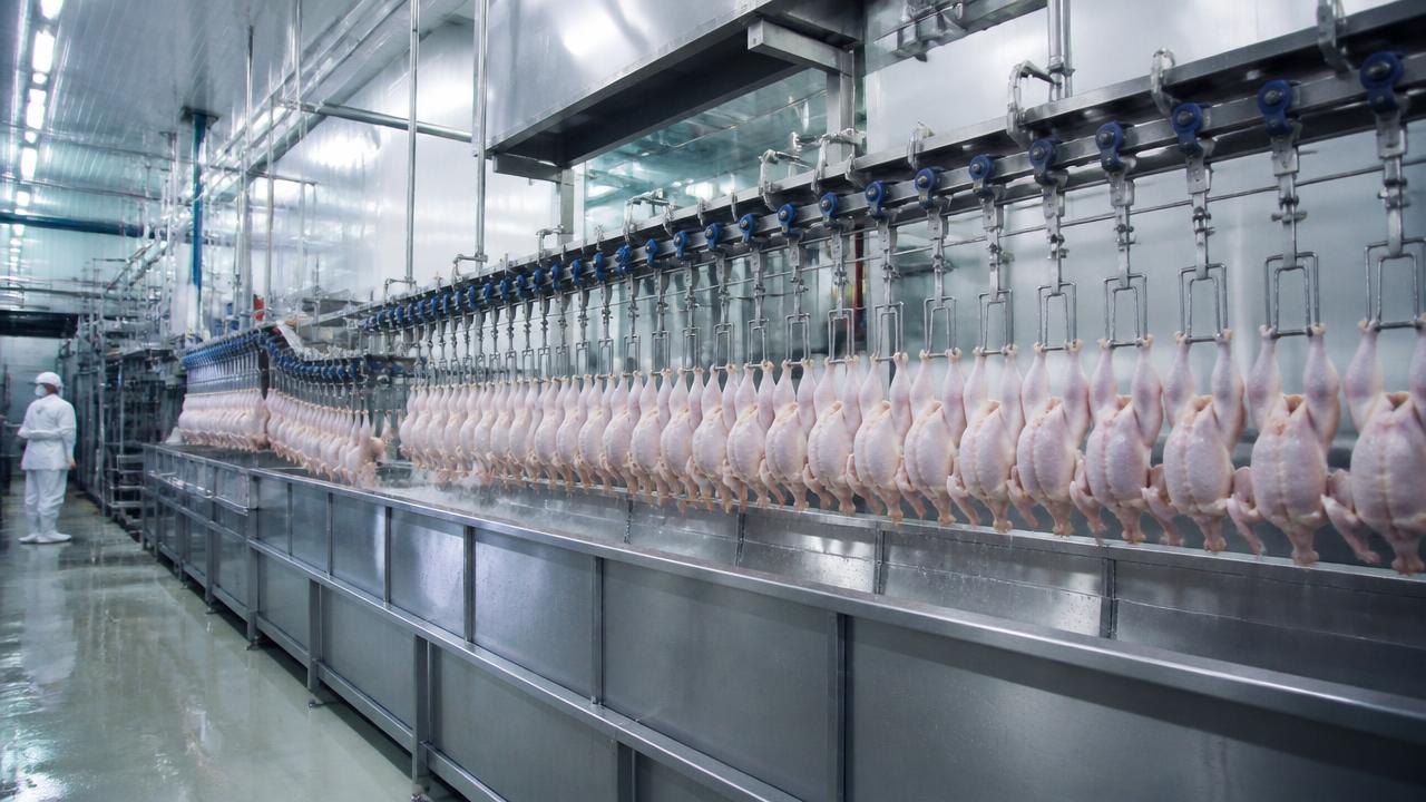 Poultry processing plant chilling line with chicken carcasses — HatchMatch Group platform